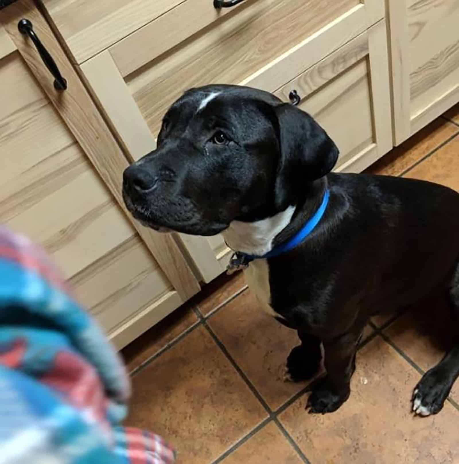 gran danés pitbull perro sentado en la cocina en el suelo