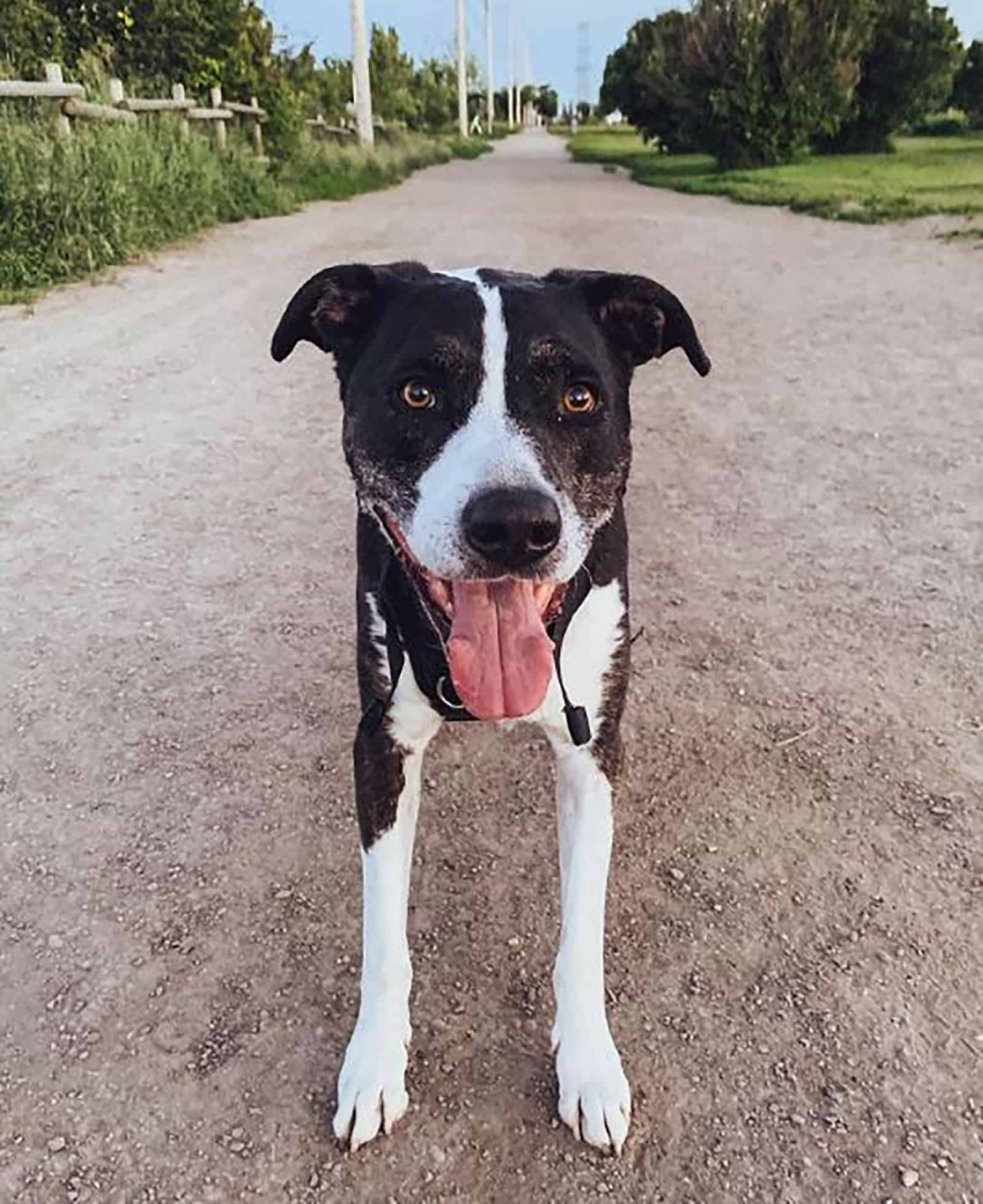 gran danés pitbull perro de pie en el camino