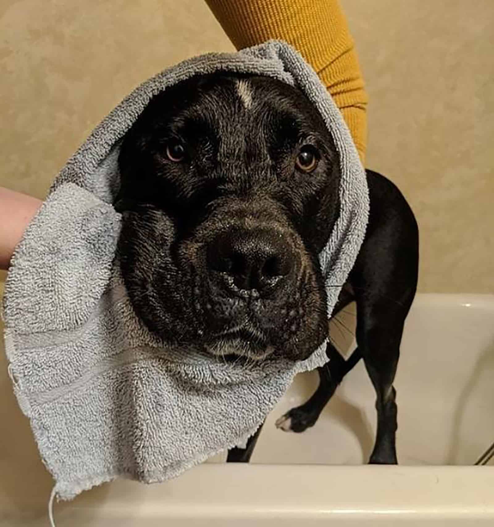 gran danés pitbull mix envuelto en una toalla después de bañarse