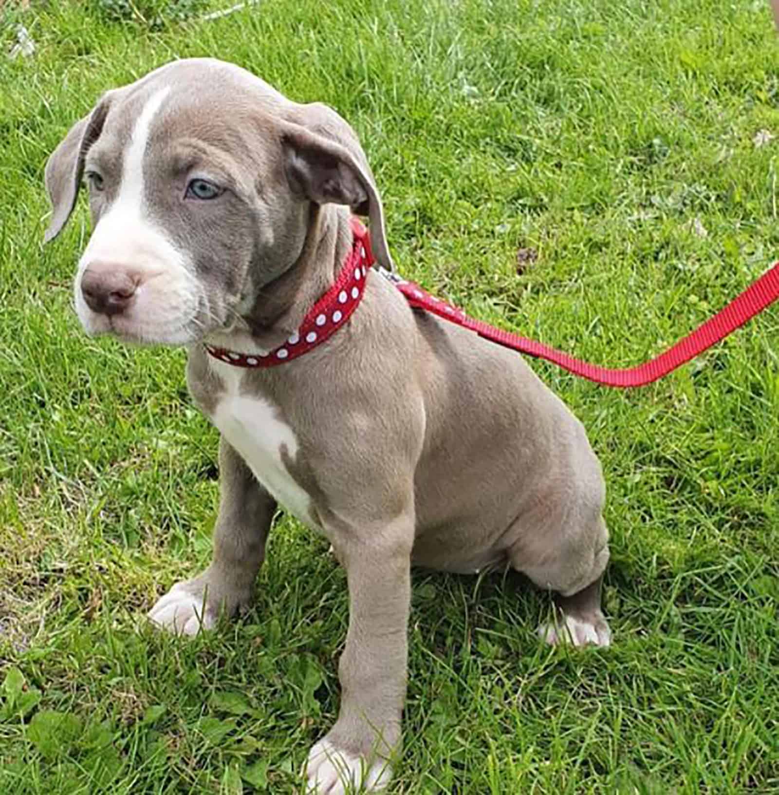 gran danés pitbull cachorro sentado en el césped
