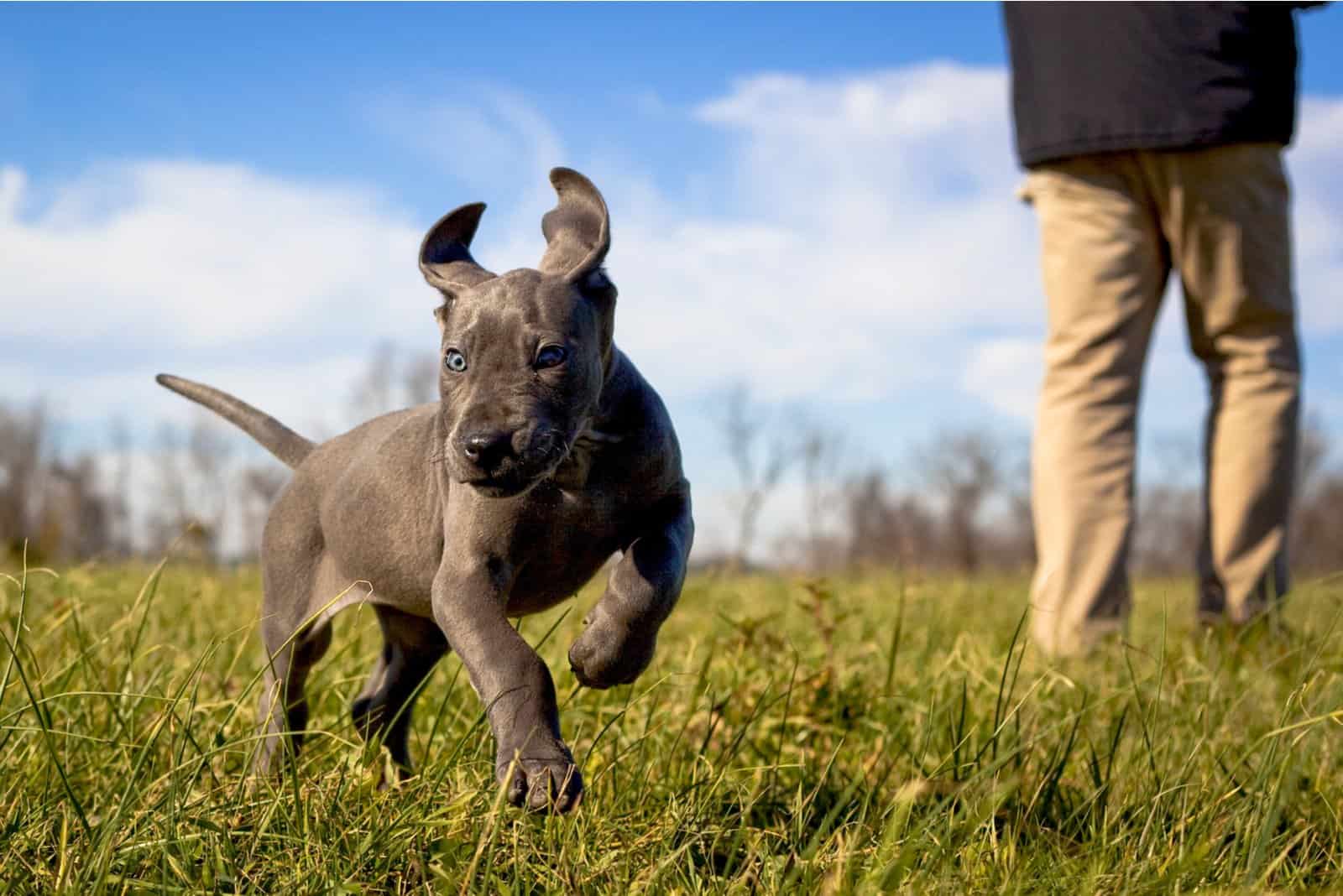 cachorro gran danés corriendo
