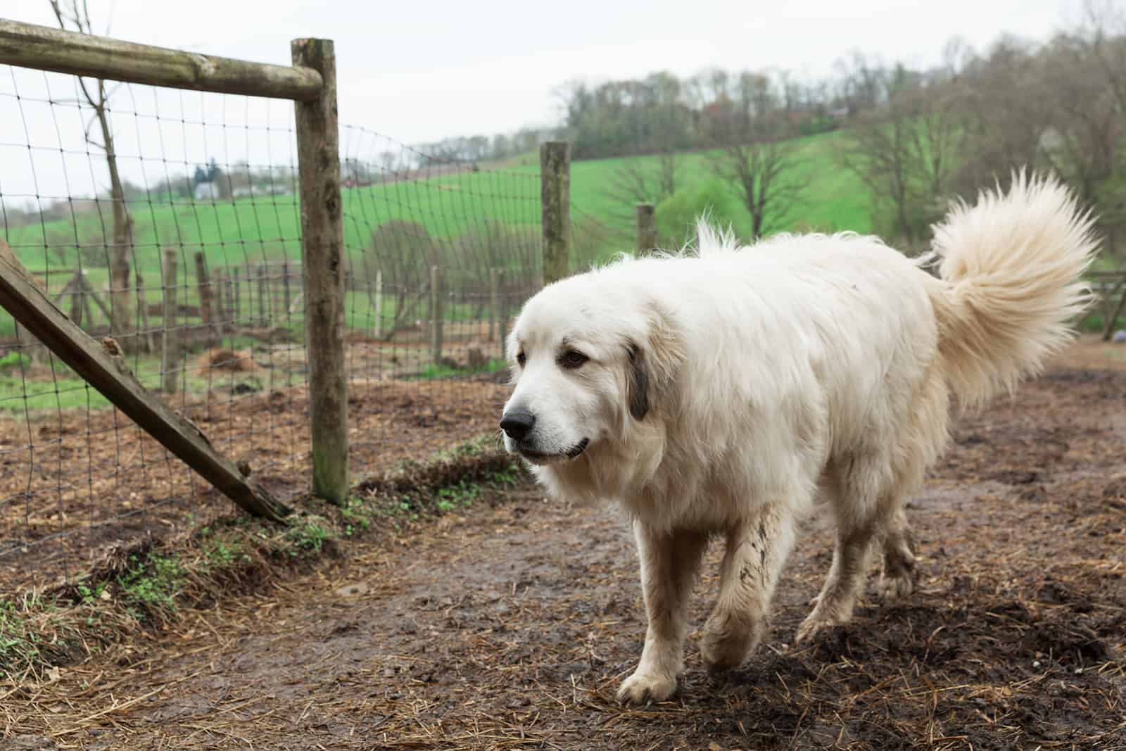 Perro Gran Pirineo caminando afuera en la granja