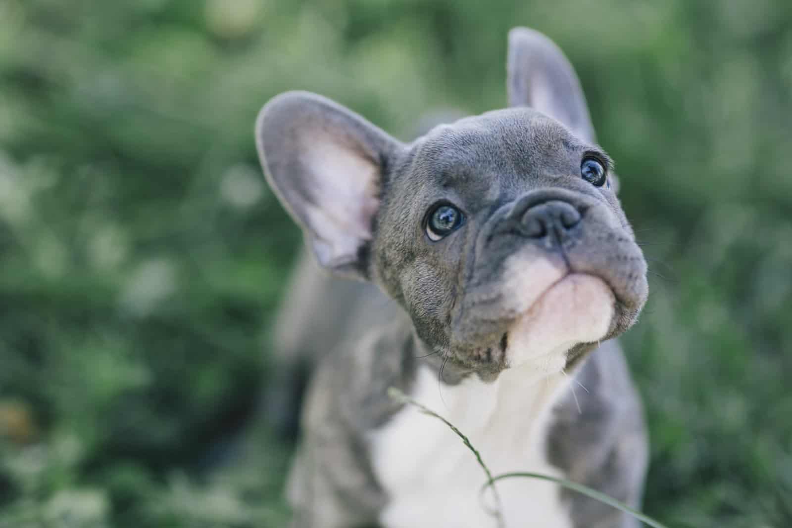 Bulldog Francés gris mirando hacia arriba