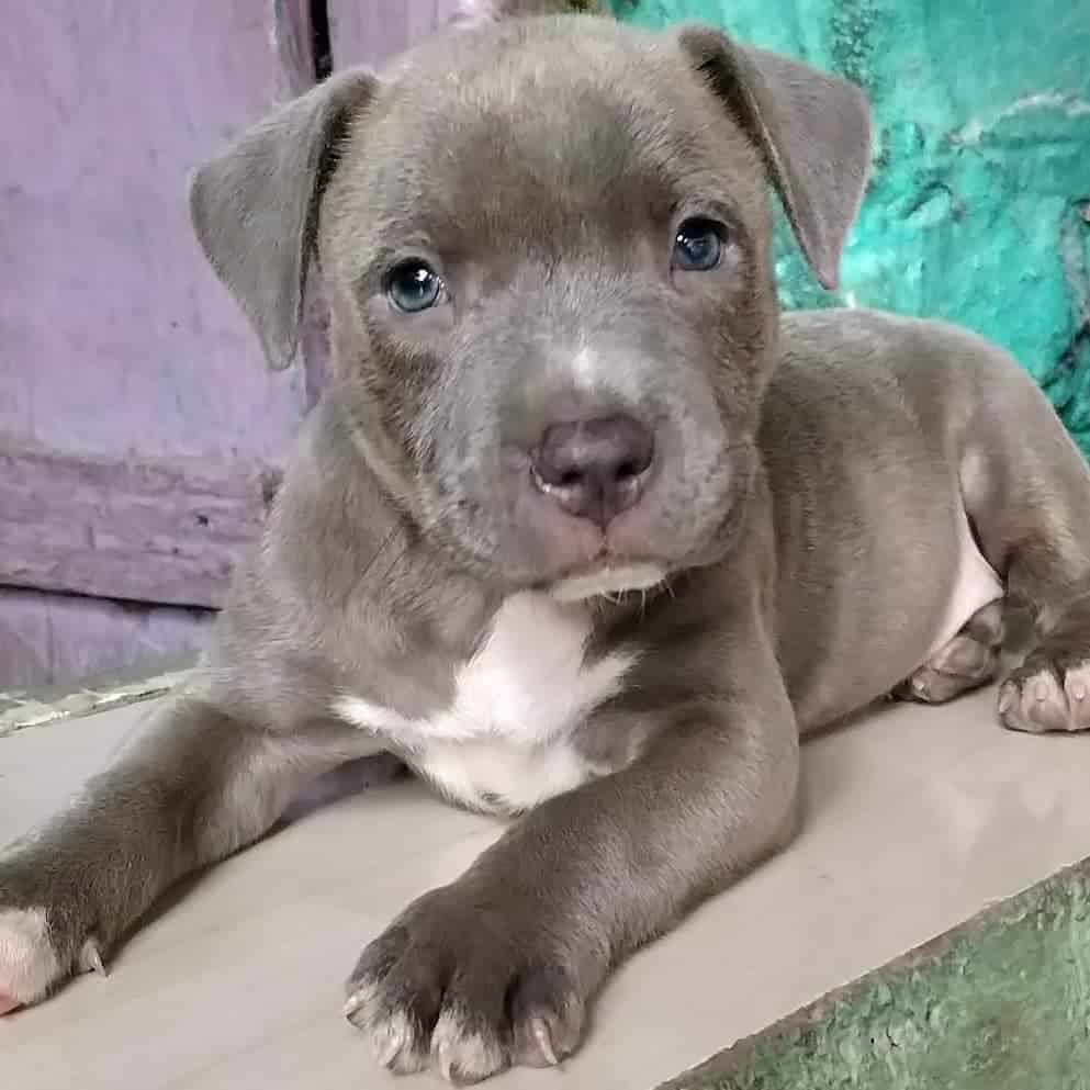 pitbull gris de ojos azules