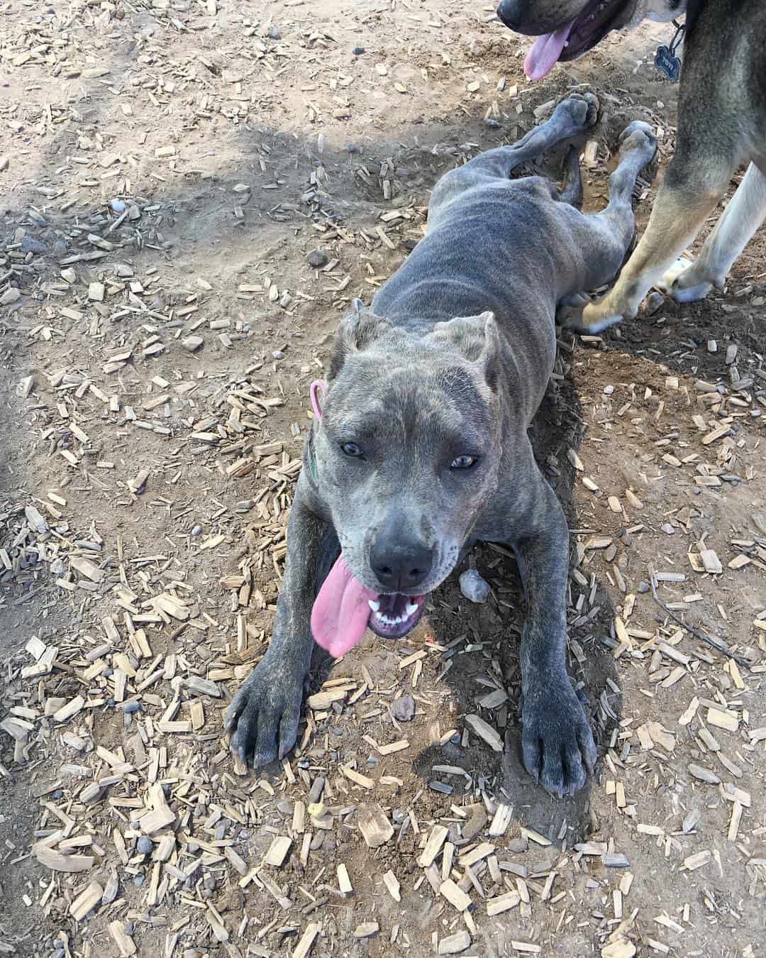 pitbull atigrado gris