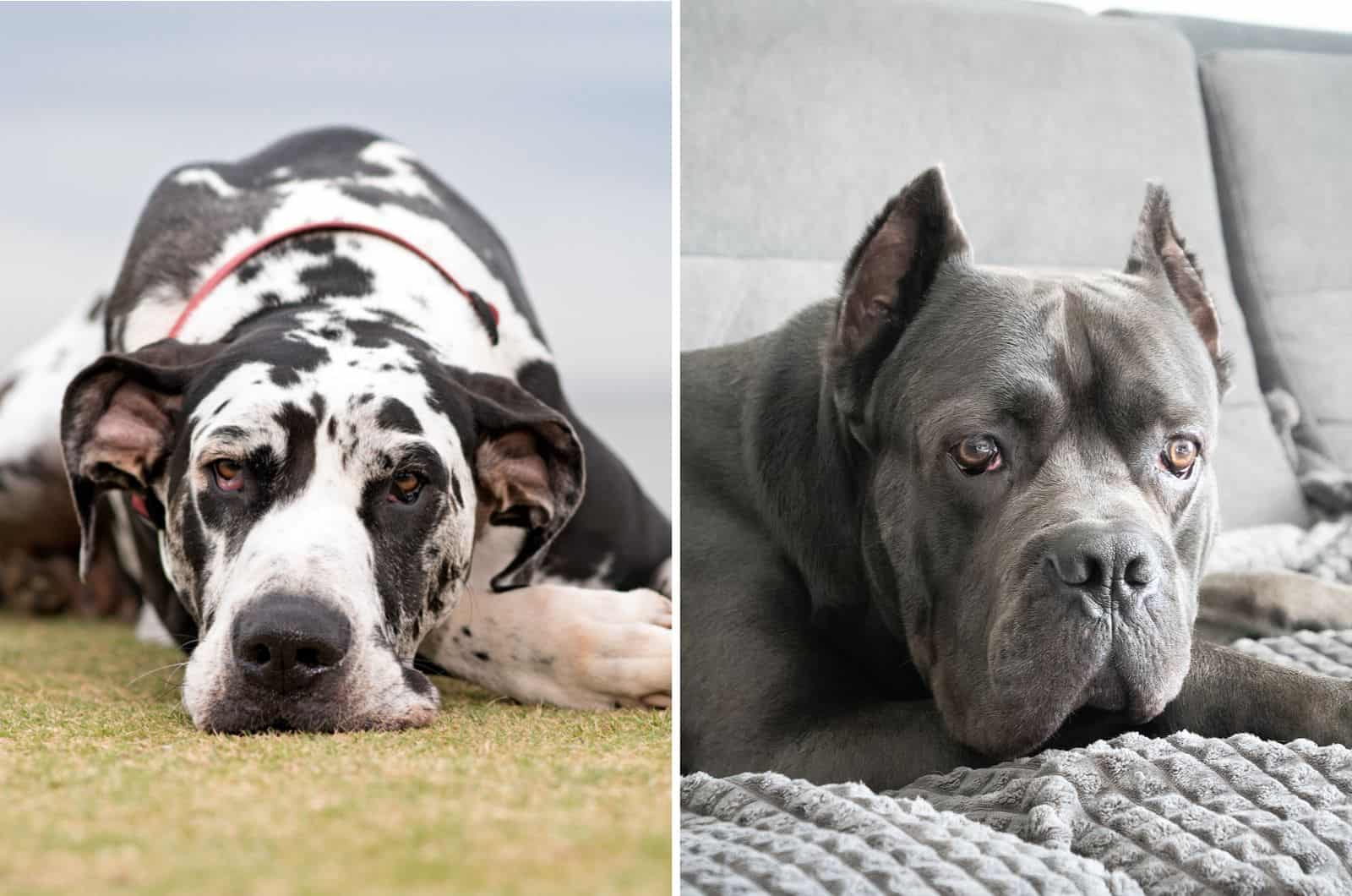 cane corso gris y un gran danés arlequín
