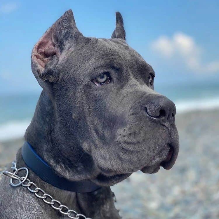 cane corso gris mirando a la distancia