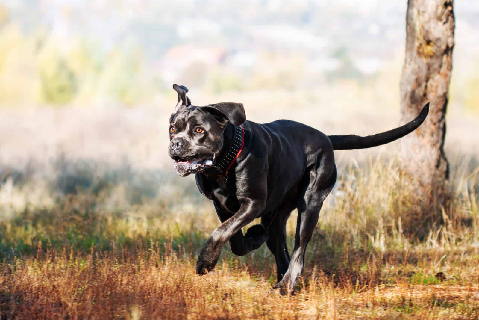 cane corso gris corriendo