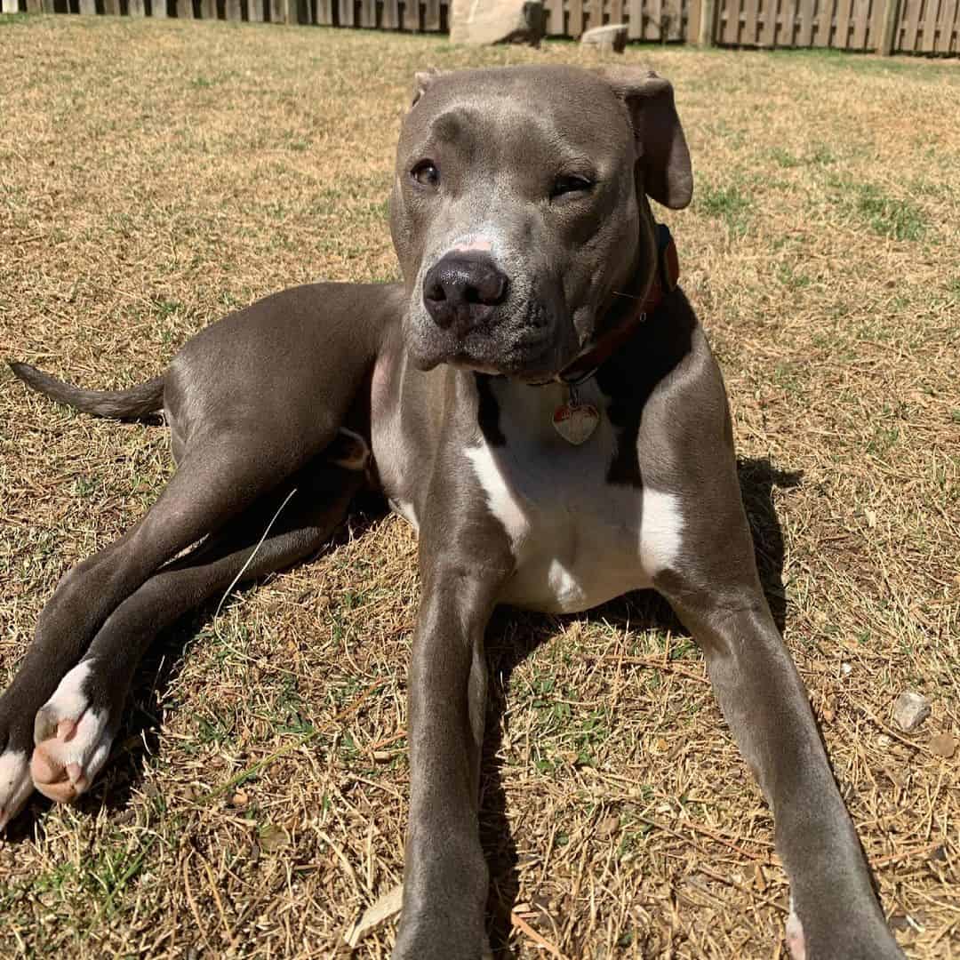 colby pitbull gris