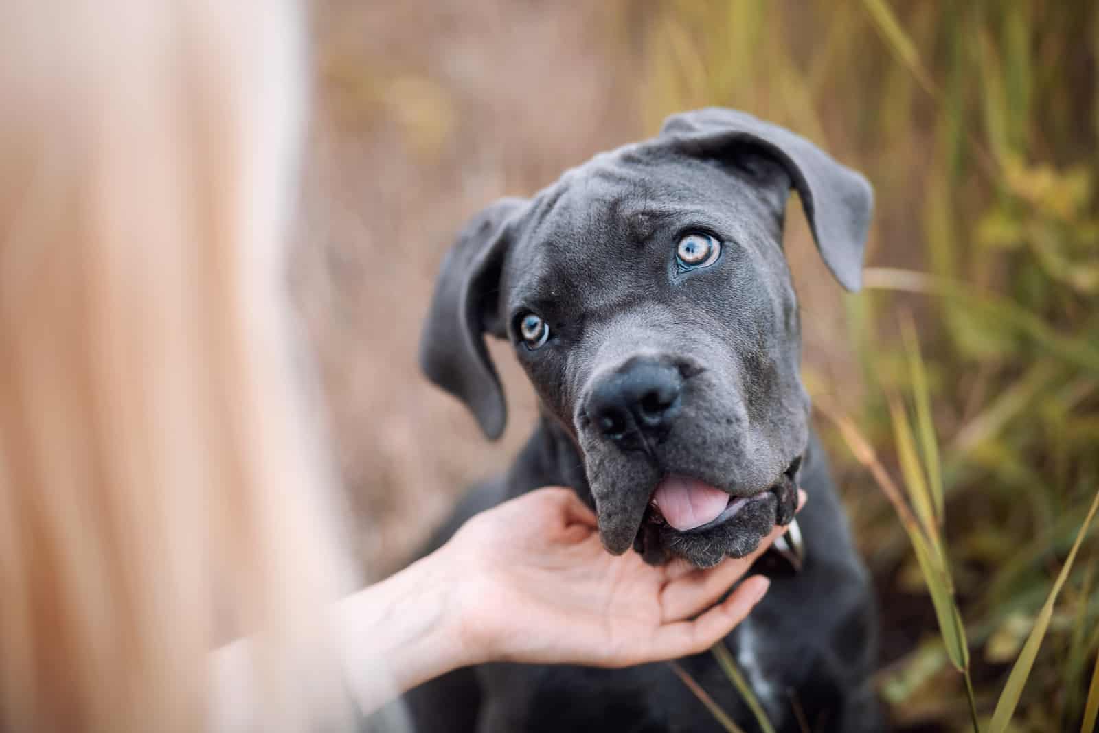 raza de perro gris cane Corso escucha cuidadosamente al dueño