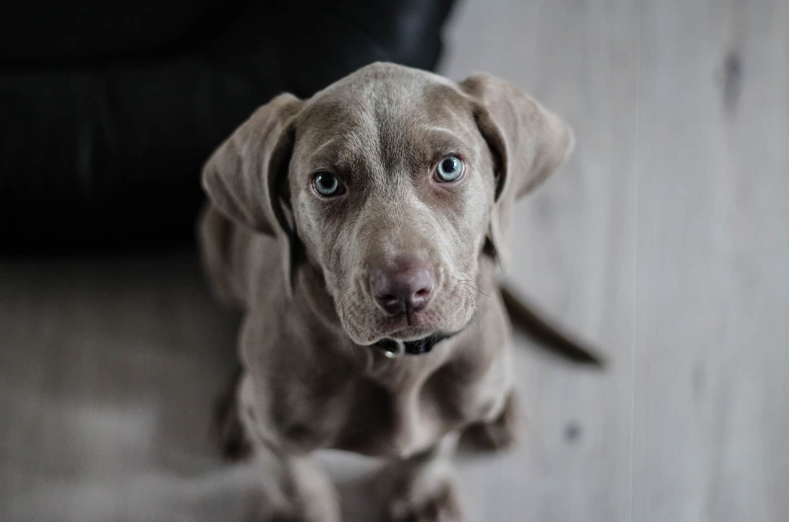 perro gris mirando a la cámara