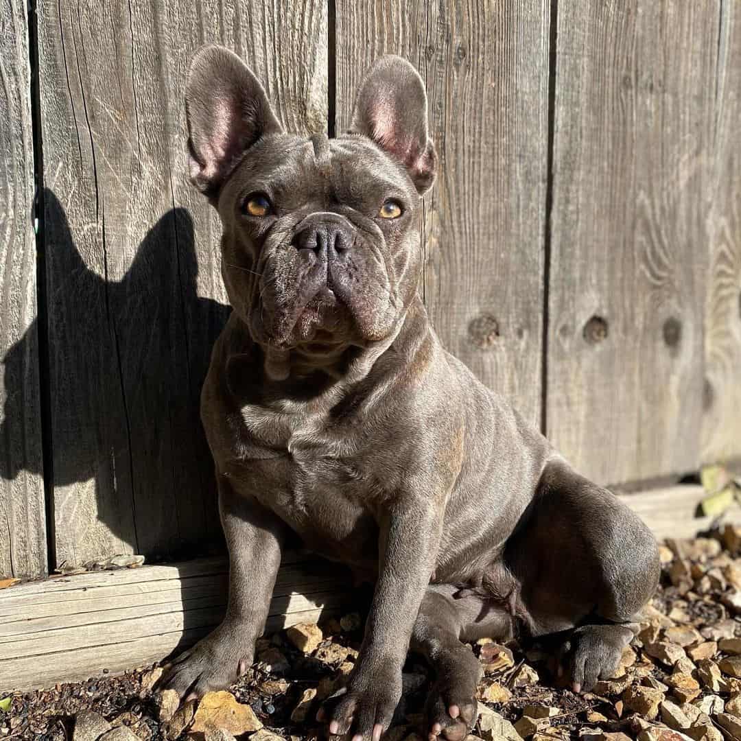 Bulldog francés gris