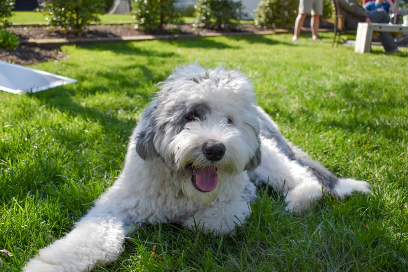 Sheepadoodle gris mini sentado sobre hierba