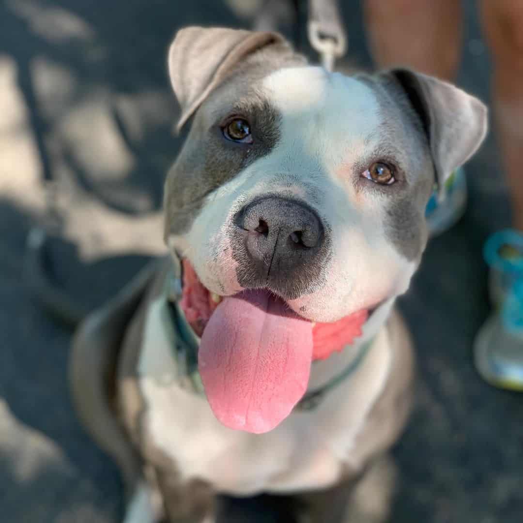 pitbull gris