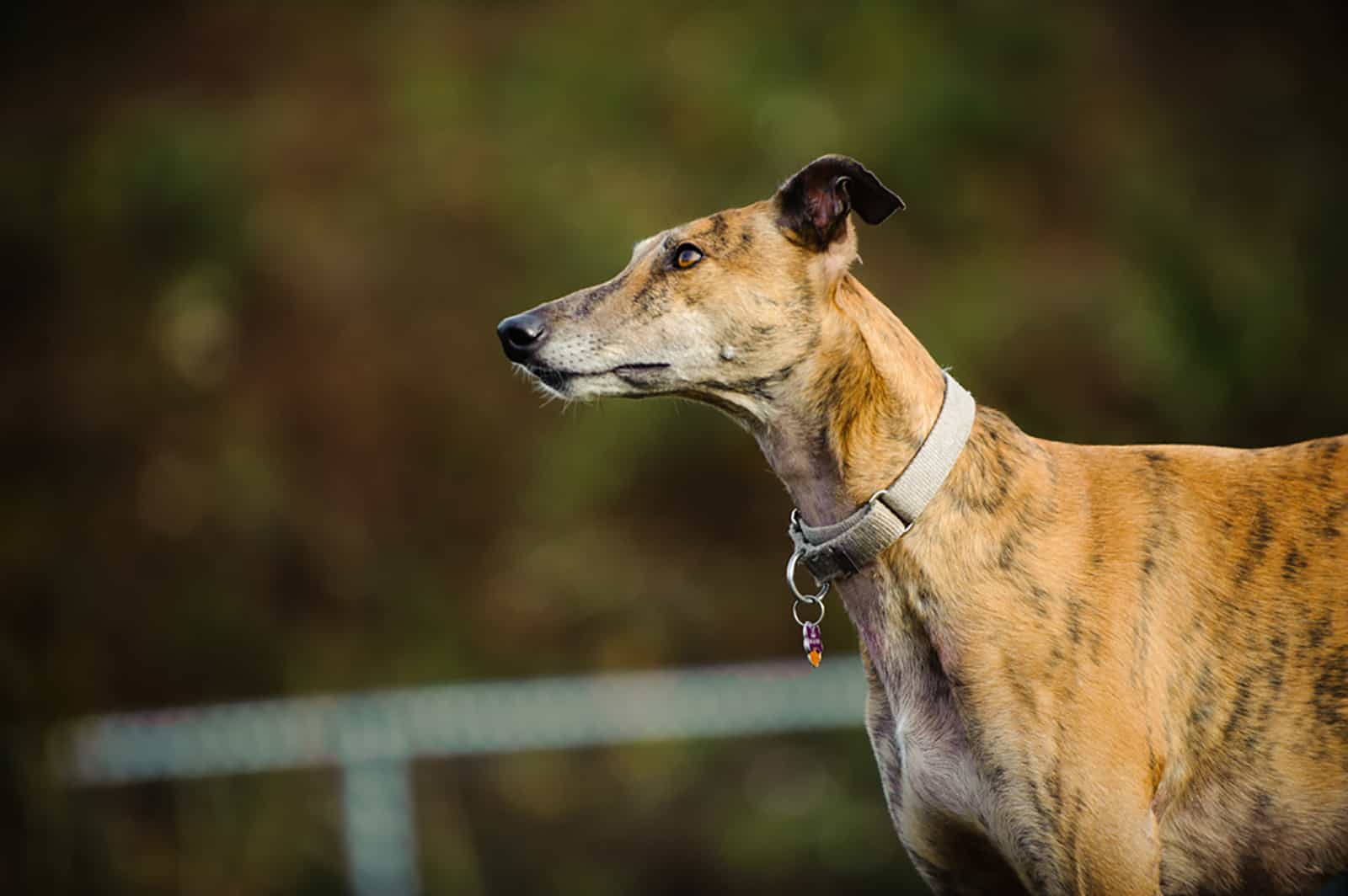 perro greyhound en la naturaleza