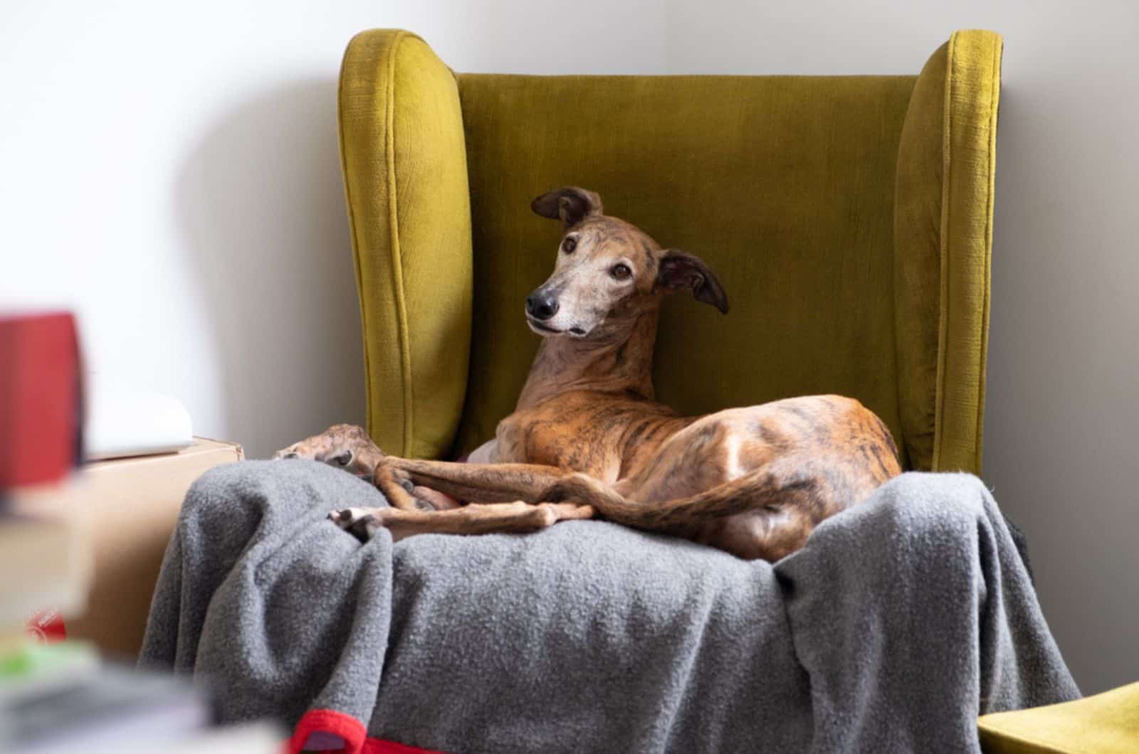 galgo acostado en el sillón
