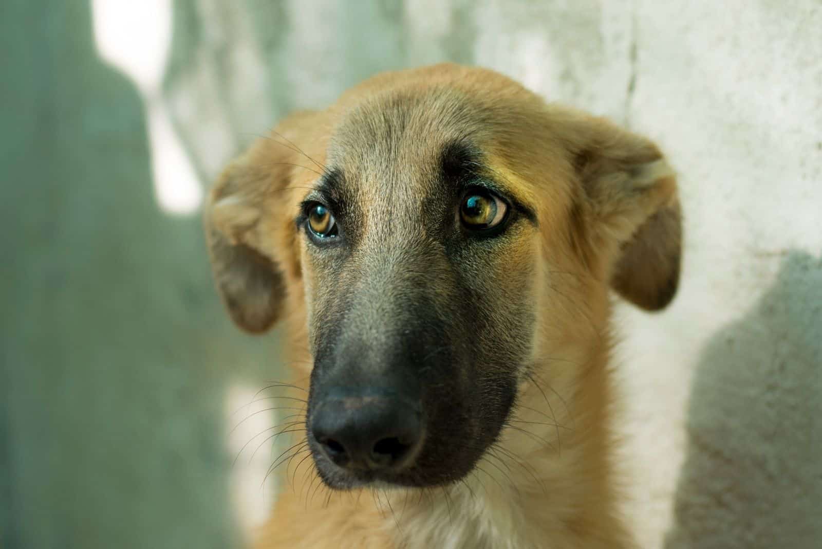 Perro mezcla de greyhound en fotografía enfocada