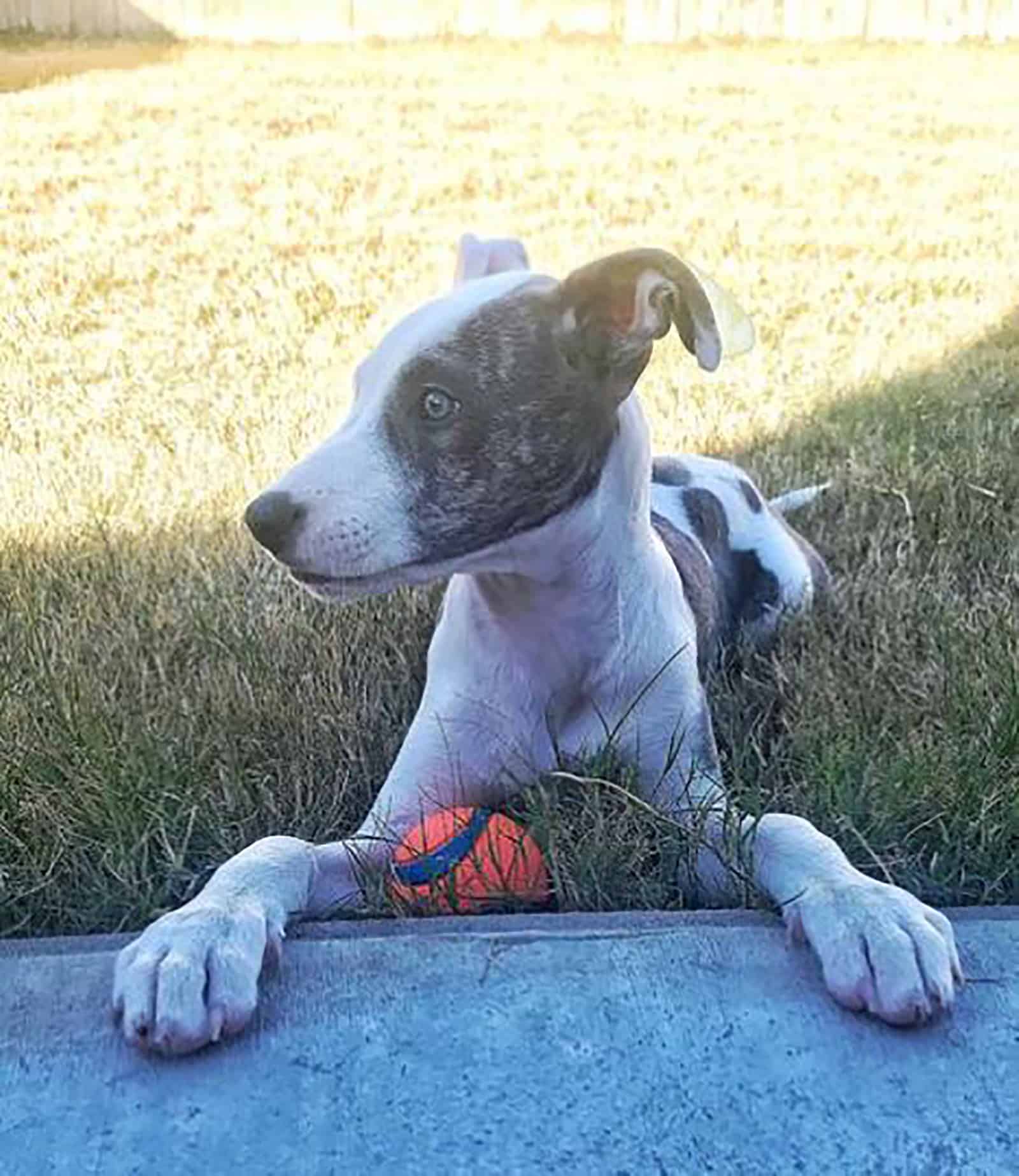 cachorro greyhound pitbull jugando con una pelota en el patio