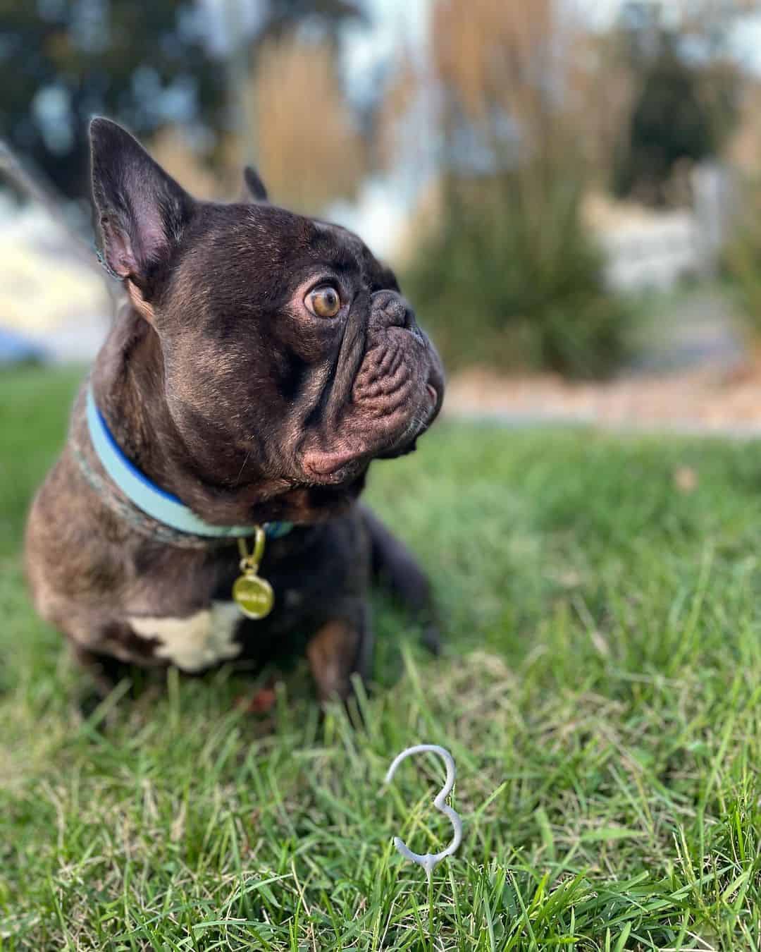 bulldog francés chocolate brindle adulto