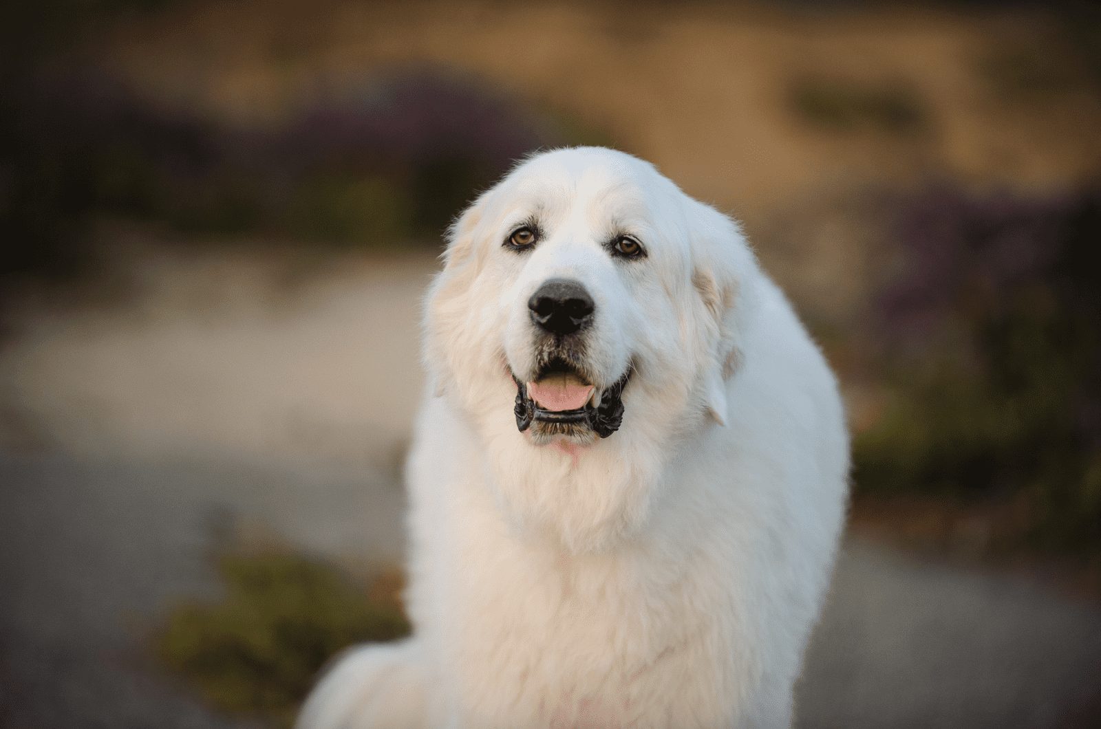 Perro gran pirineo adulto