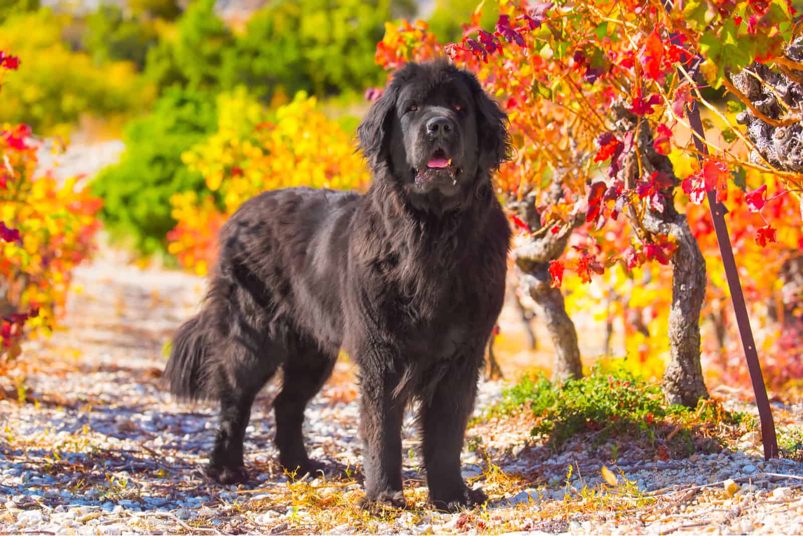 Terranova adulto en la naturaleza
