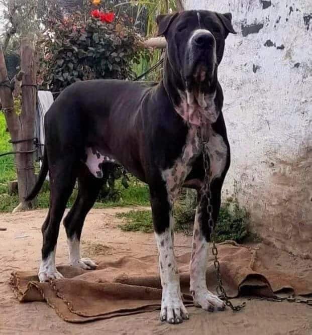 perro bully pakistaní adulto