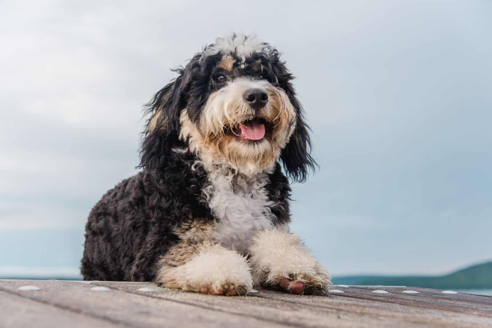 bernedoodle adulto apoyado en la plataforma de madera junto al agua