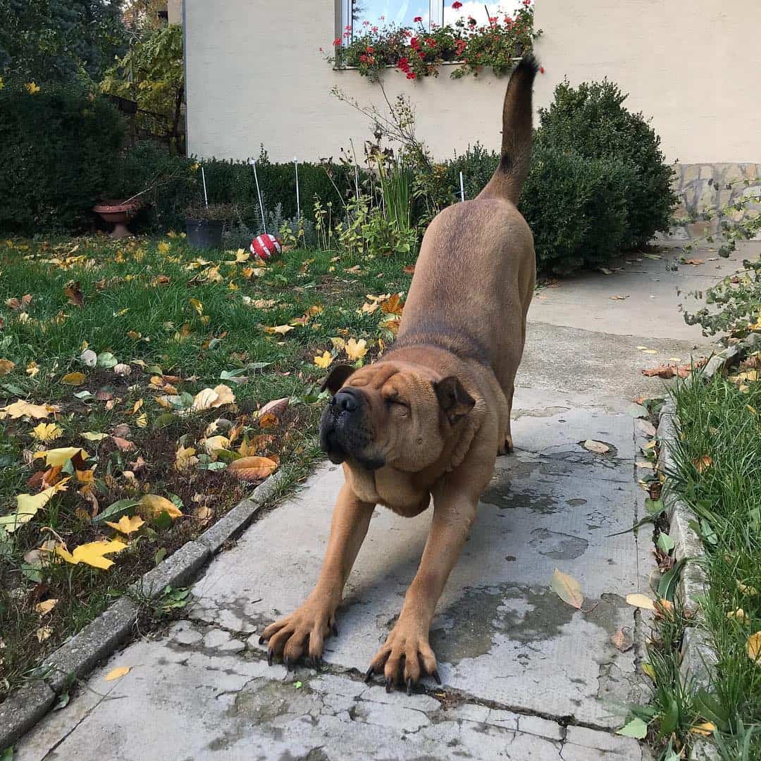 cruce de shar pei y pastor alemán estirándose