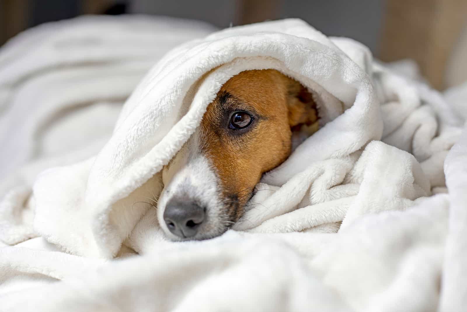 perro culpable acostado bajo una manta