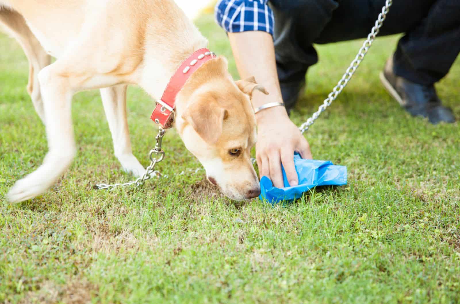 mano de un hombre recogiendo caca de perro con una bolsa mientras su perro la olfatea