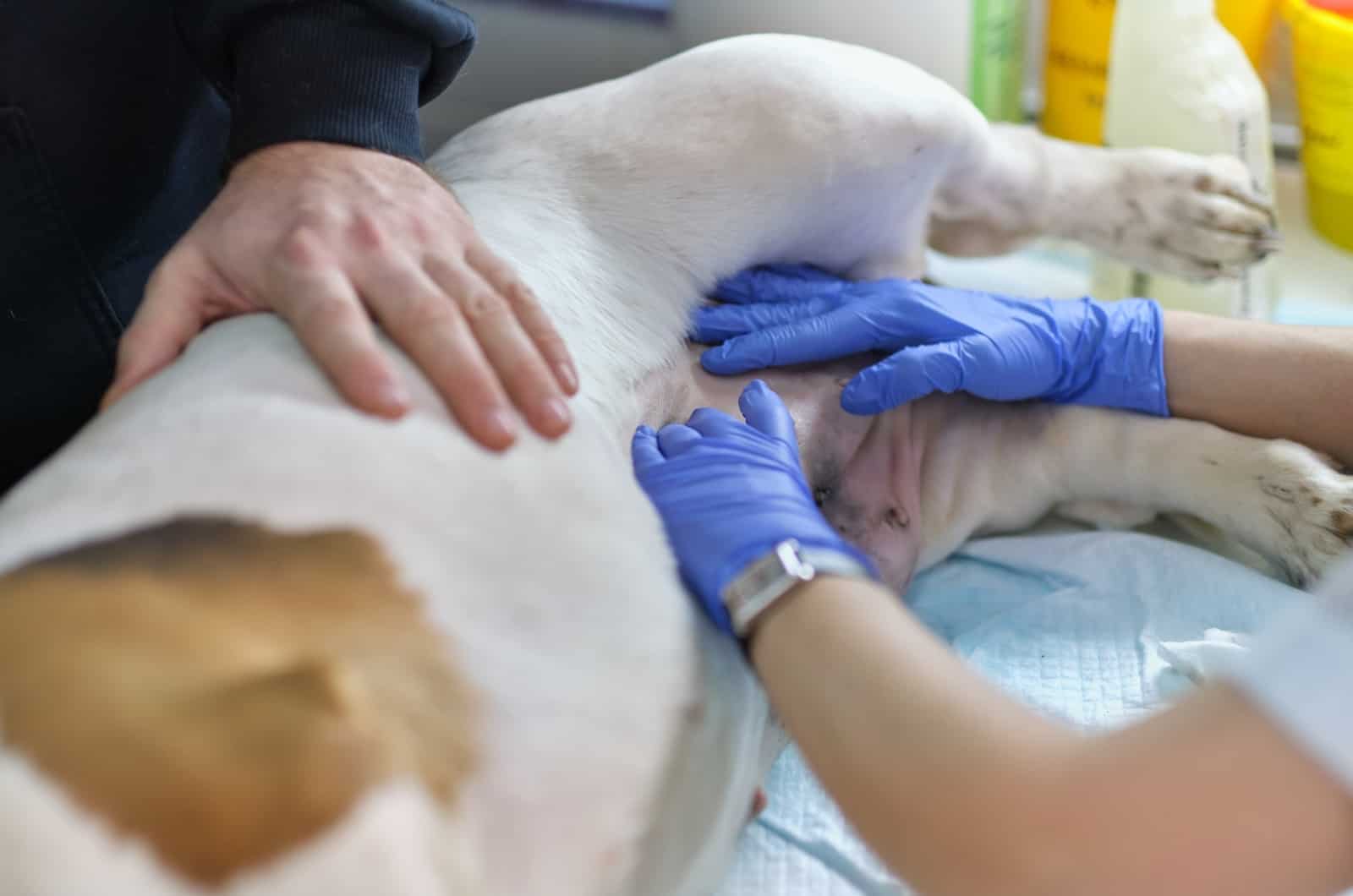 manos examinando perro enfermo