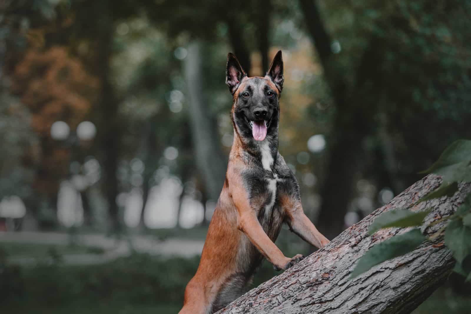 Perro Belga Malinois feliz en el bosque