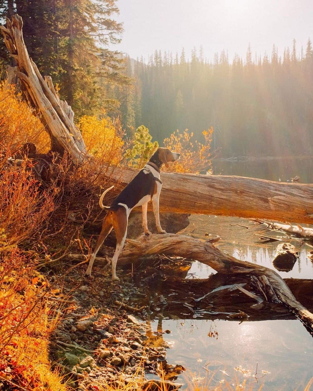 mestizo de Coonhound y Labrador feliz en la naturaleza