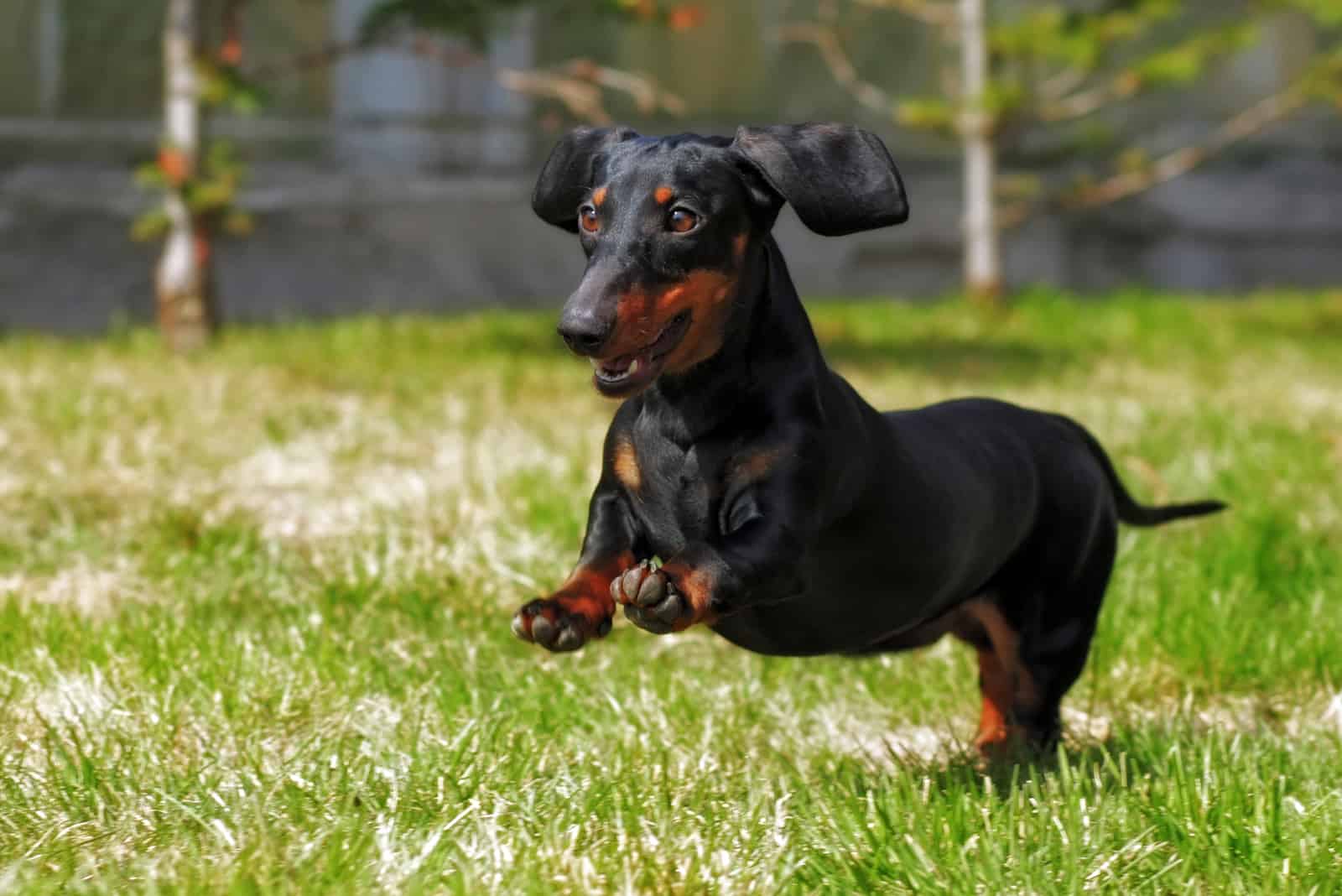 Dachshund feliz jugando en el jardín