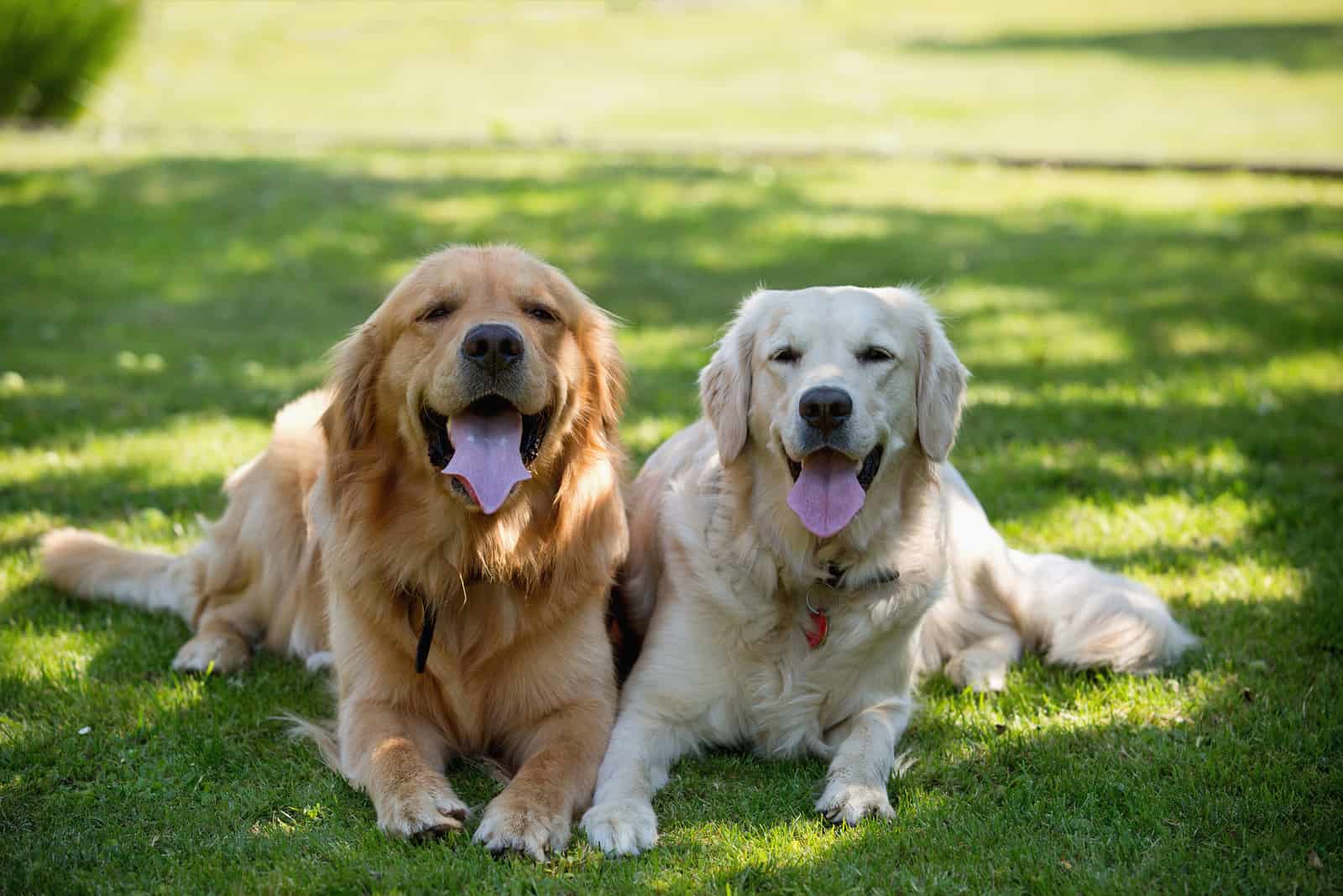 Golden Retrievers felices tumbados en la sombra