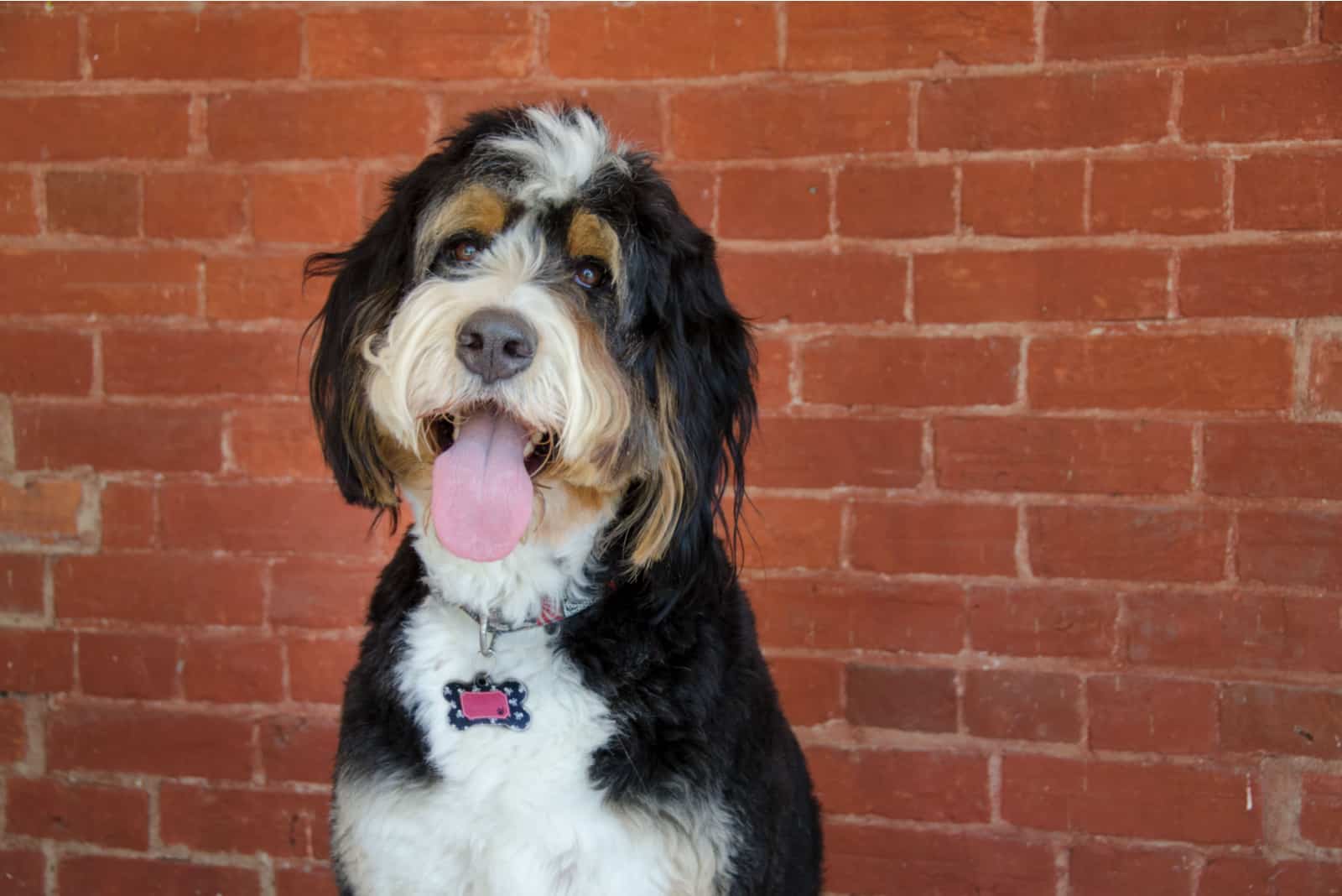 feliz Mini Bernedoodle de pie afuera