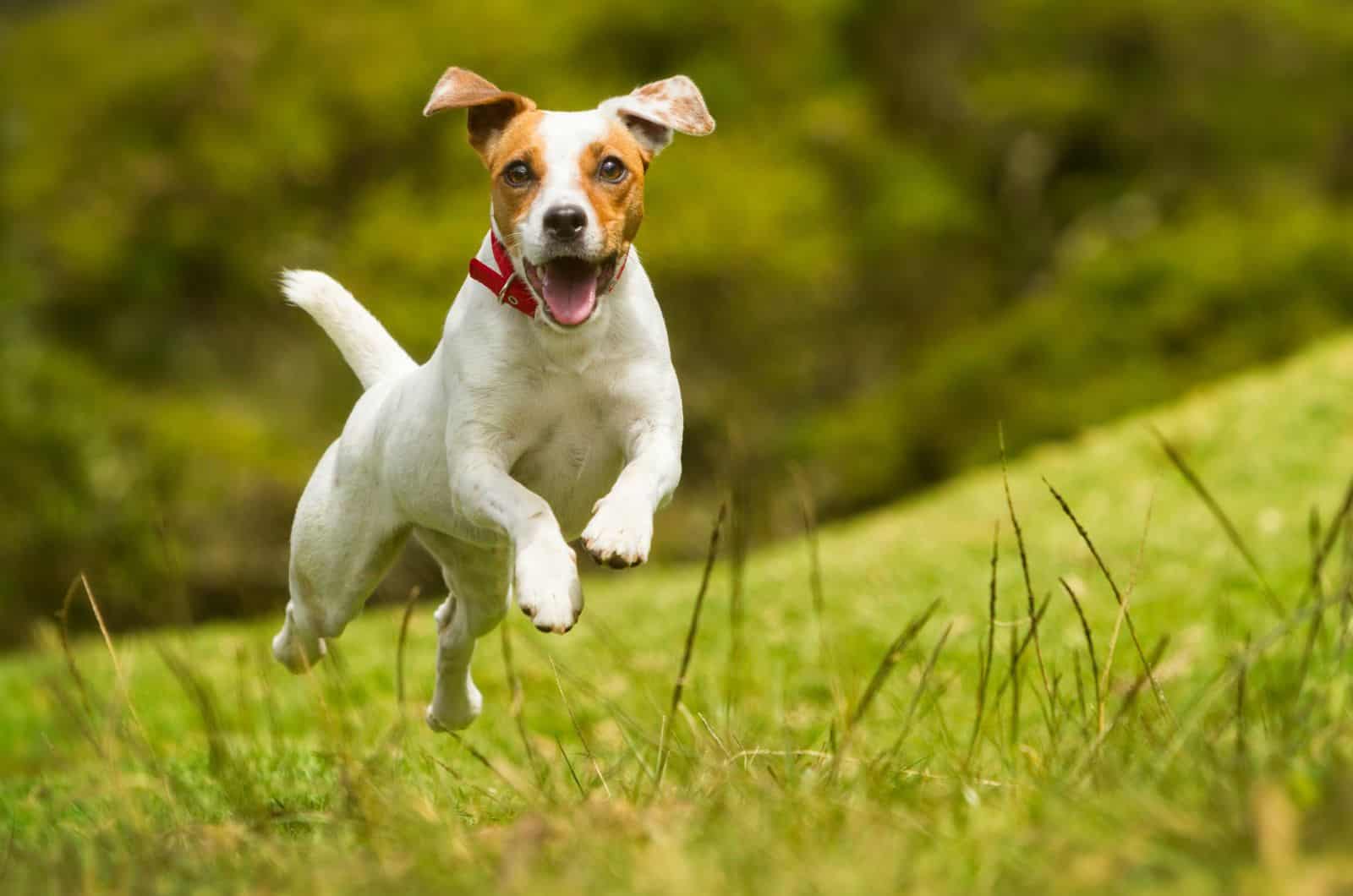 Parson Russell Terrier feliz corriendo sobre hierba