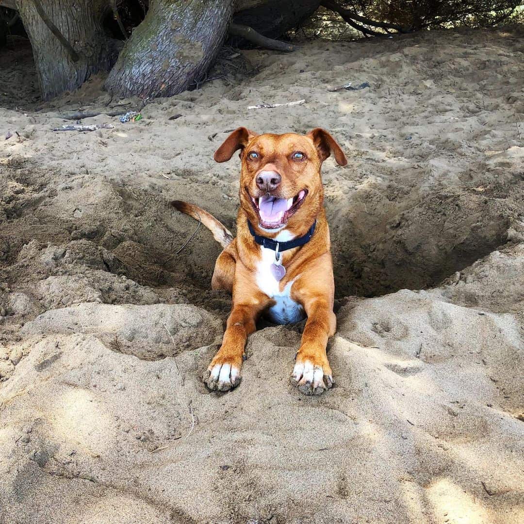 feliz Mestizo de Vizsla Pitbull jugando en arena