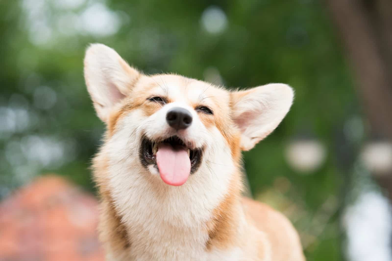 feliz perro corgi sonriendo