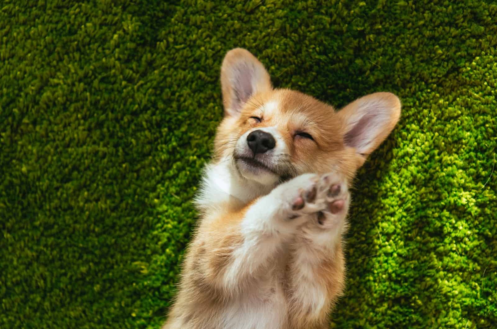 corgi feliz tumbado de espaldas