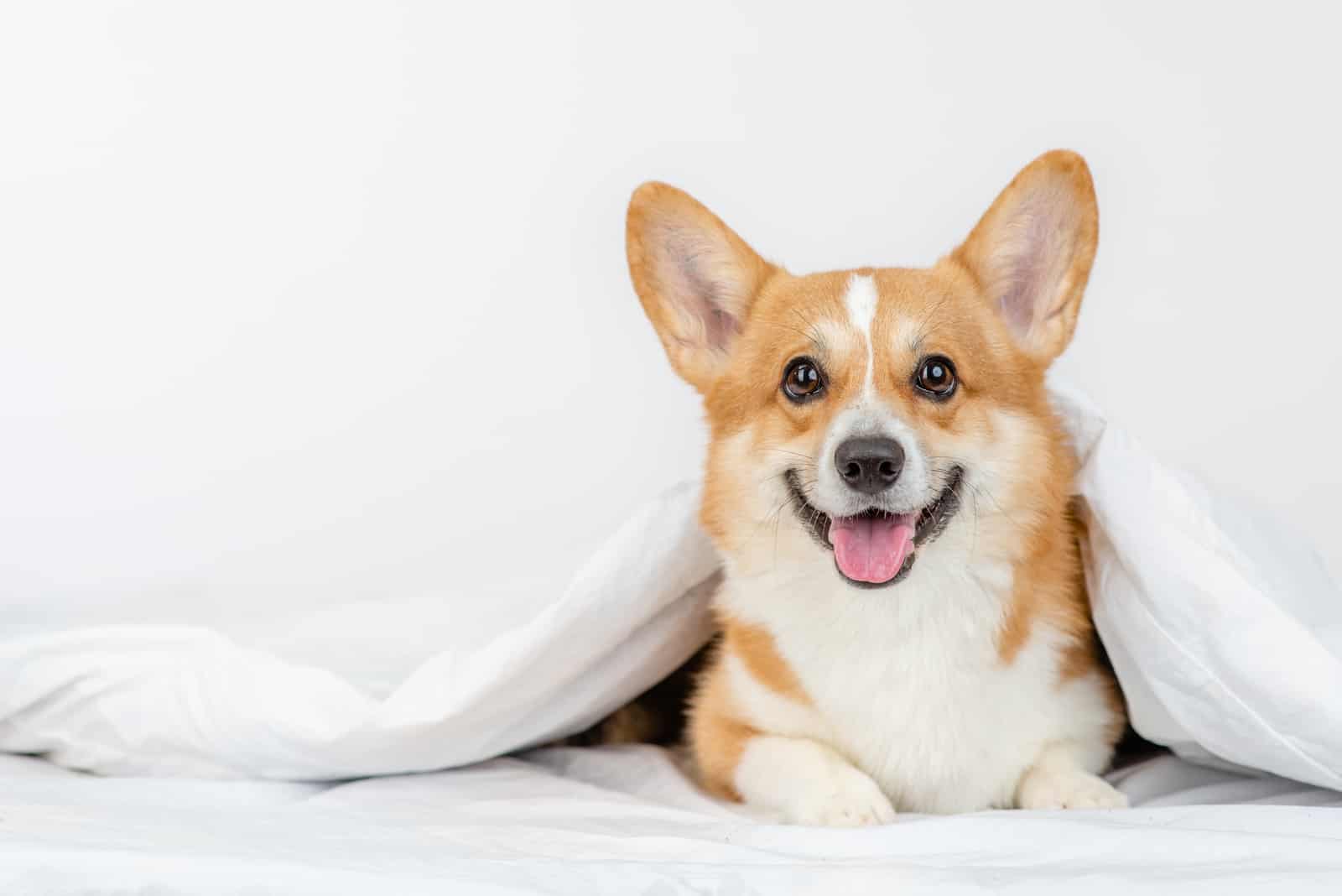 corgi feliz sentado en una cama