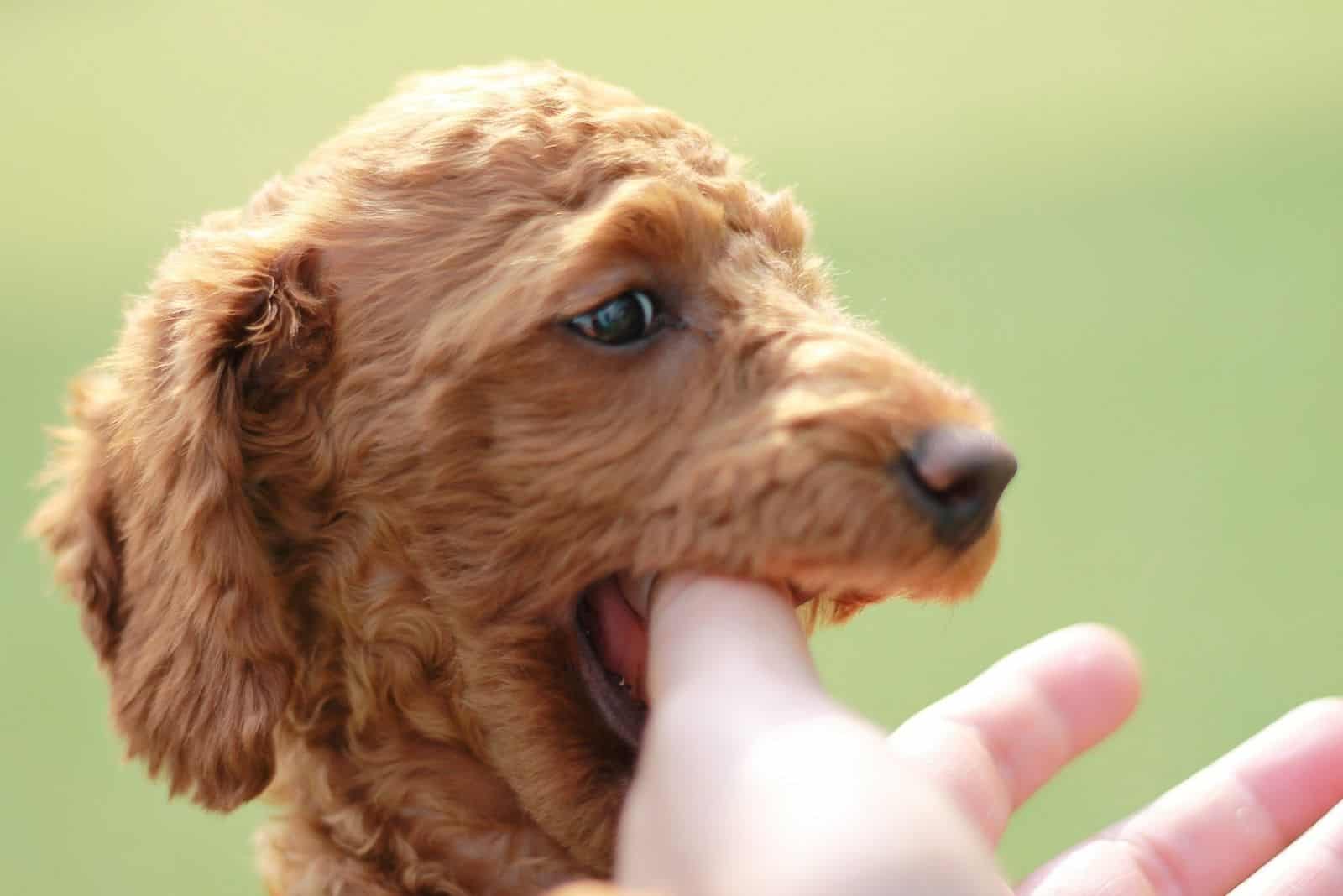 feliz cachorro corgipoo jugando mordisqueando el pulgar del dueño