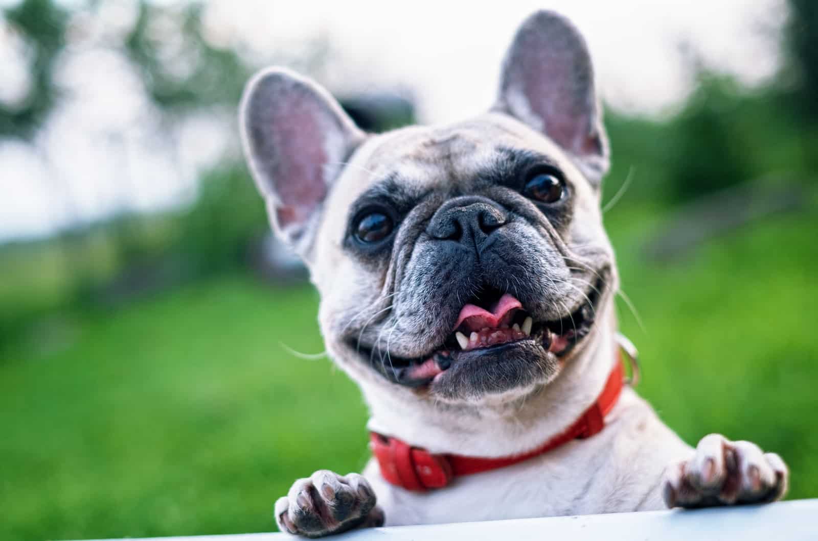 Bulldog francés feliz en el parque