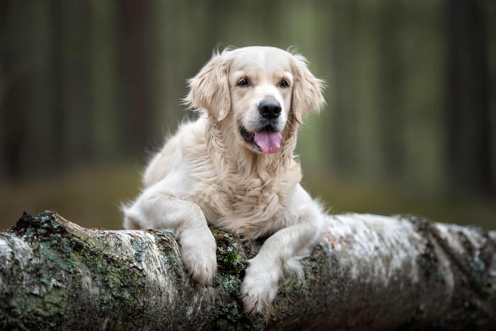 retriever golden retriever feliz