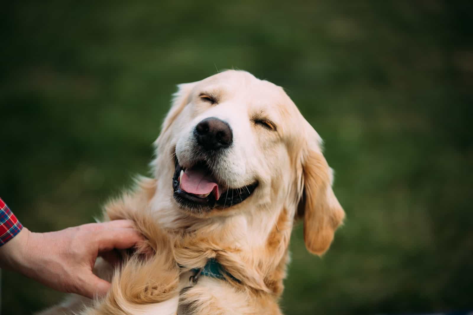 labrador retriever feliz