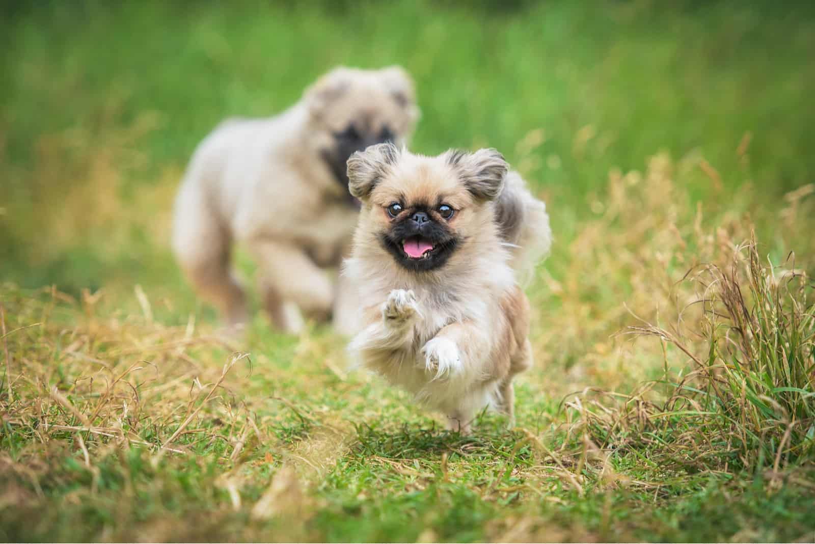 perros pequinés felices corriendo