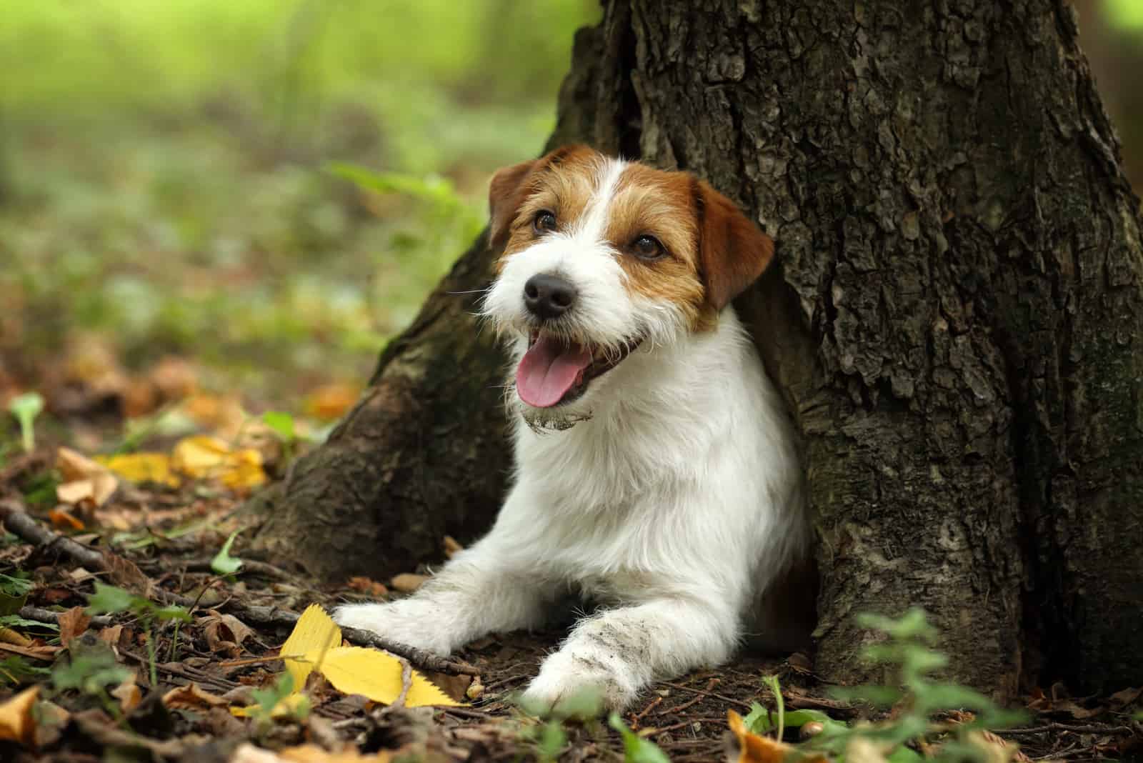 jack russell feliz y juguetón