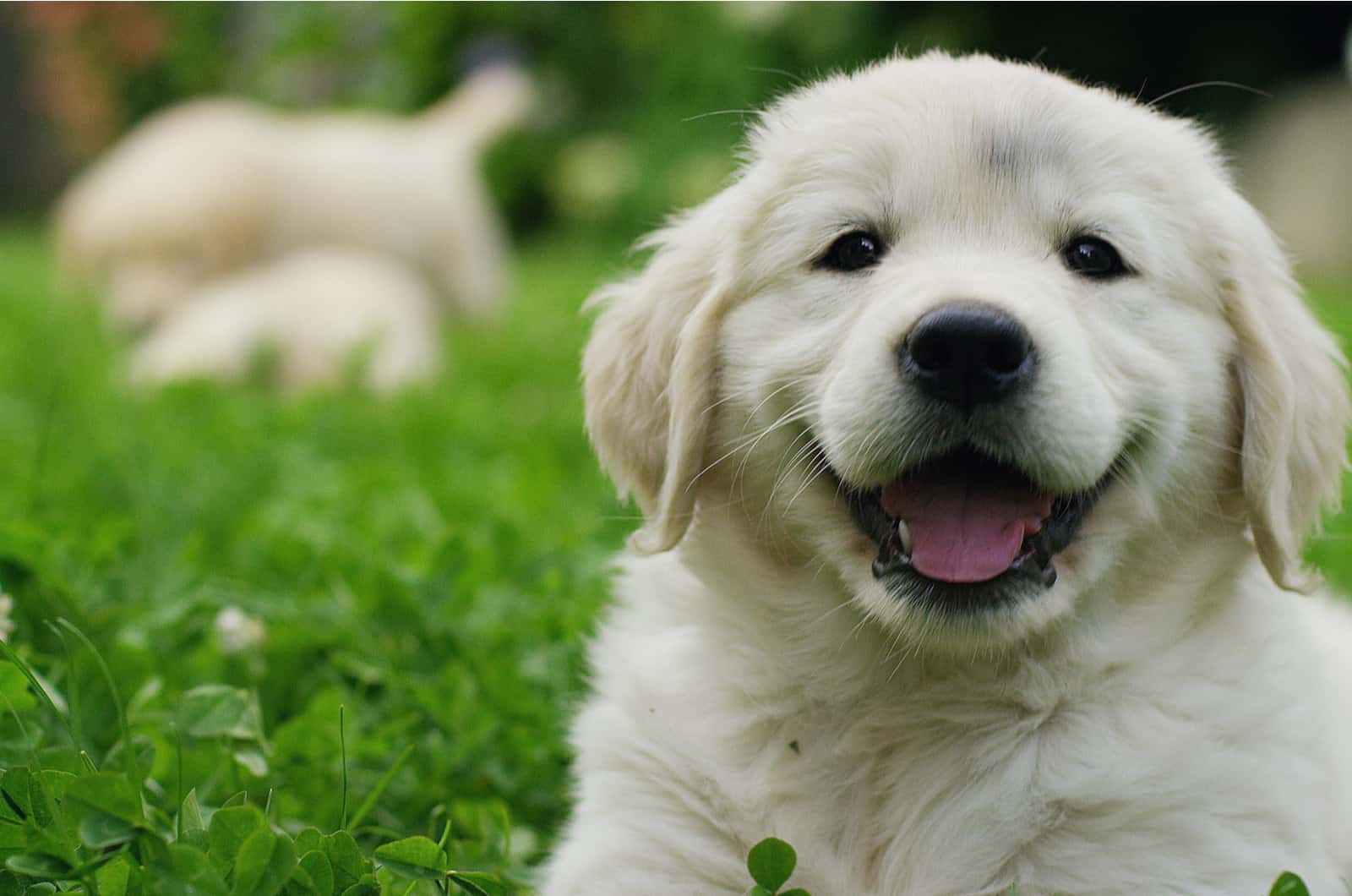 cachorro feliz en el césped al aire libre