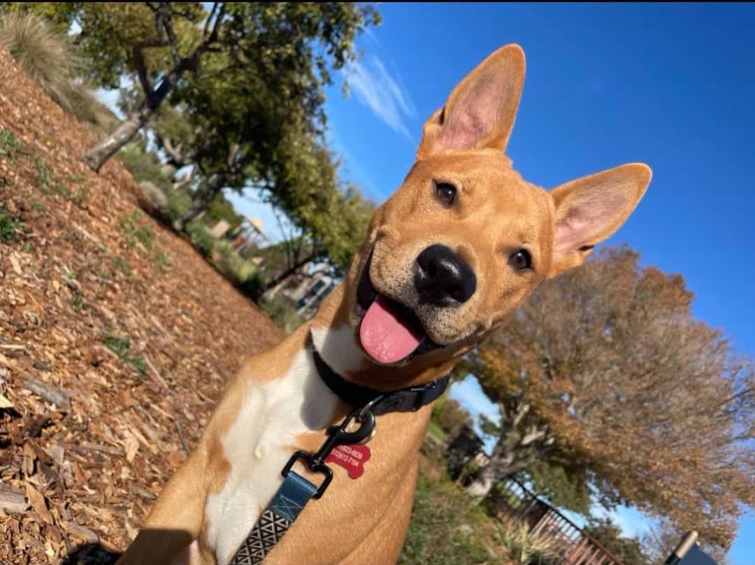 mezcla feliz de shiba inu y pitbull