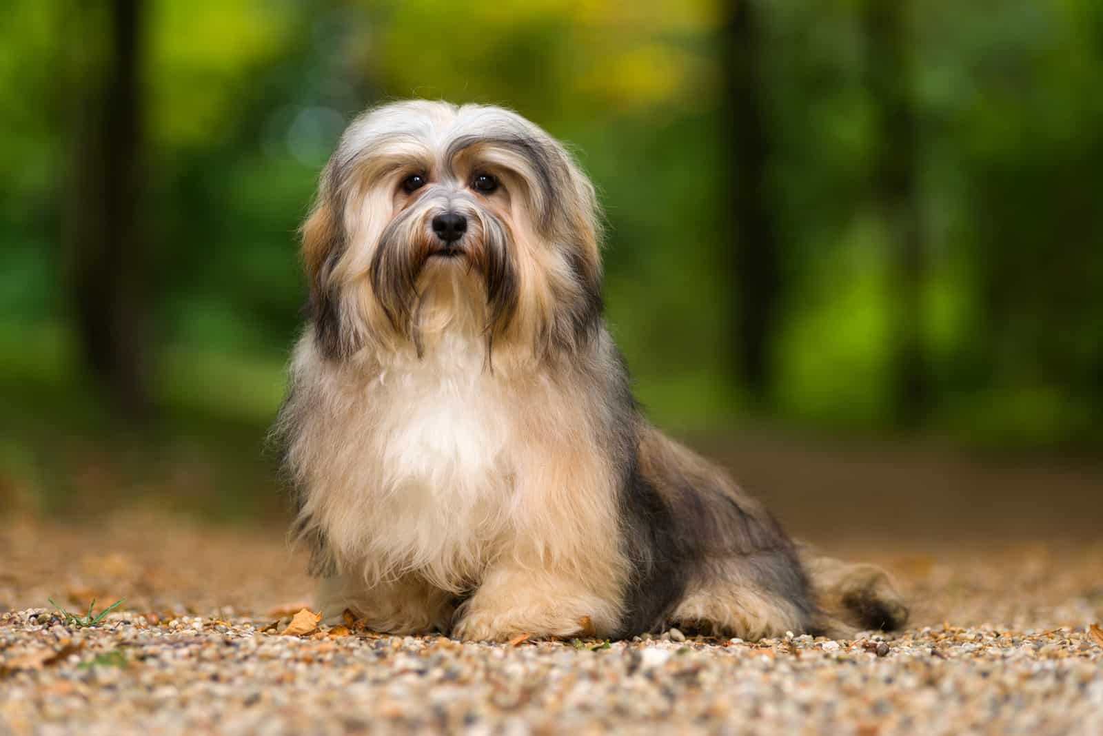 perro Havanese sentado en un camino forestal de grava